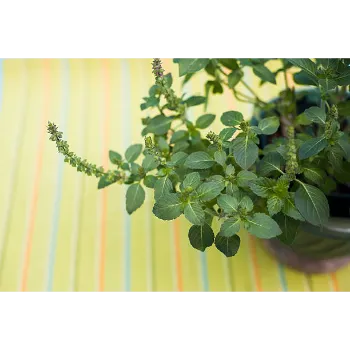 Natural Stevia Plants